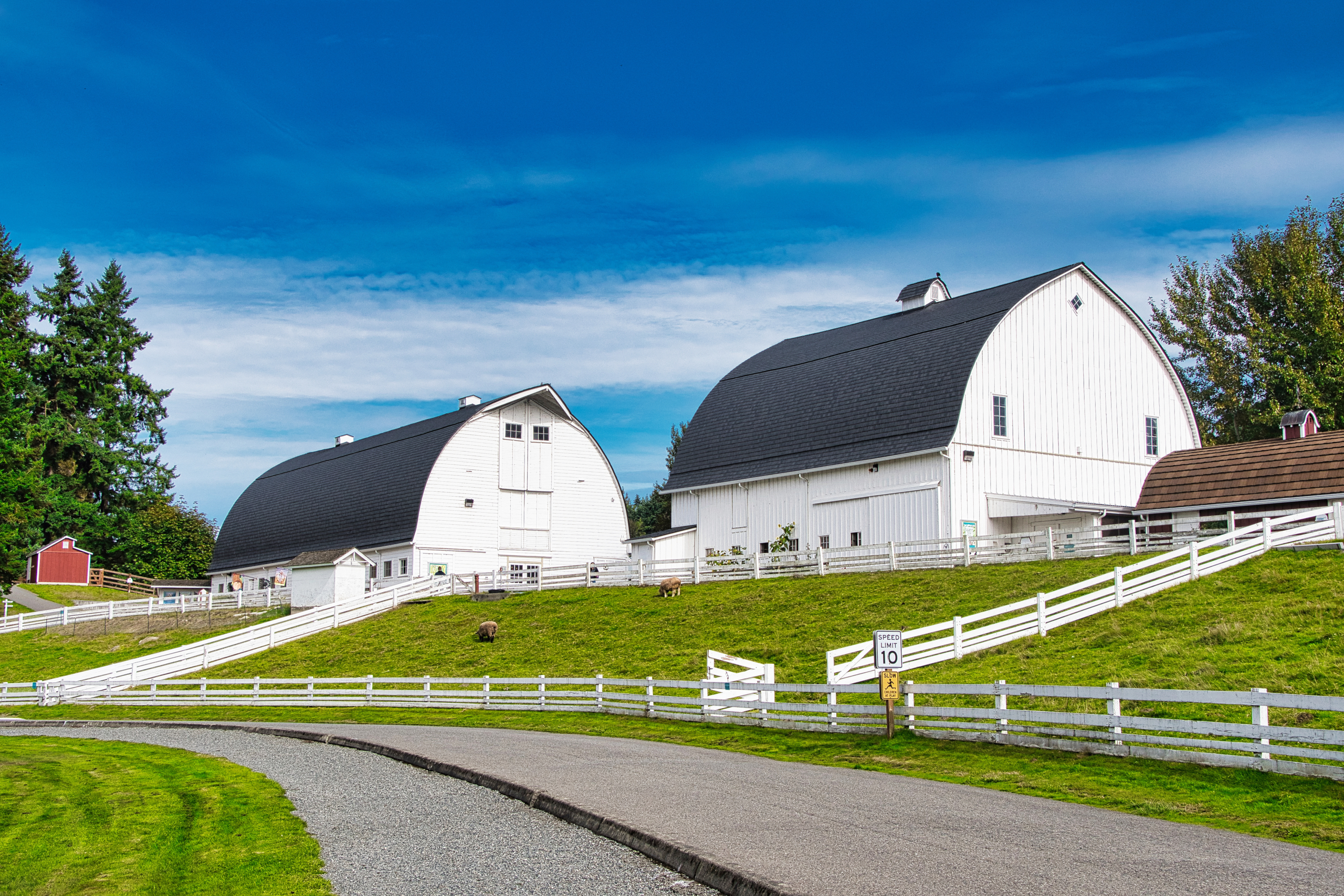 Kelsey Creek Farm animal barns with white fence and green fields under blue sky in Bellevue Washington park